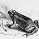 Atelopus ignescens. Wikimedia Commons